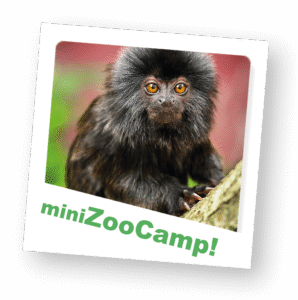 ZooCamp